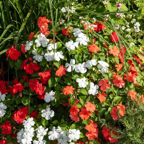 Fleurs - Impatiens Hybride Variée - face recto